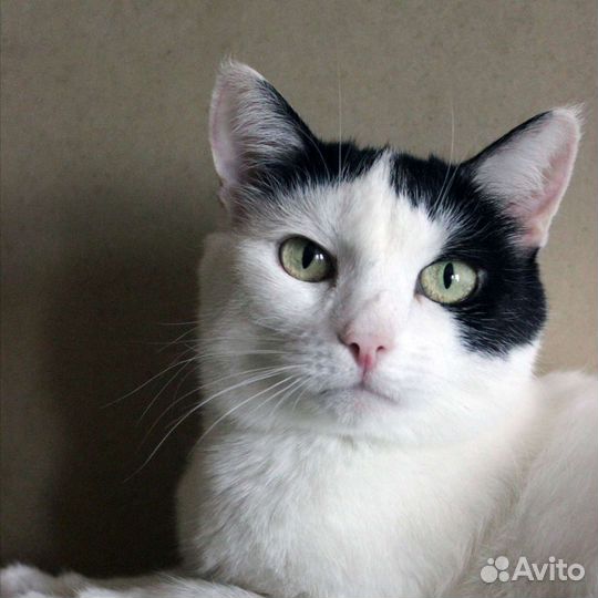 Кошечка Красоточка