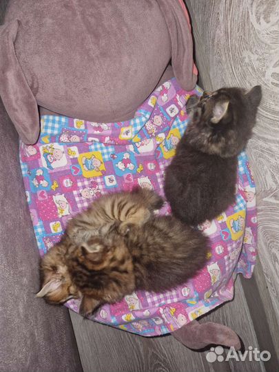 Курильский бобтейл