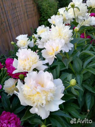 Пионы саженцы