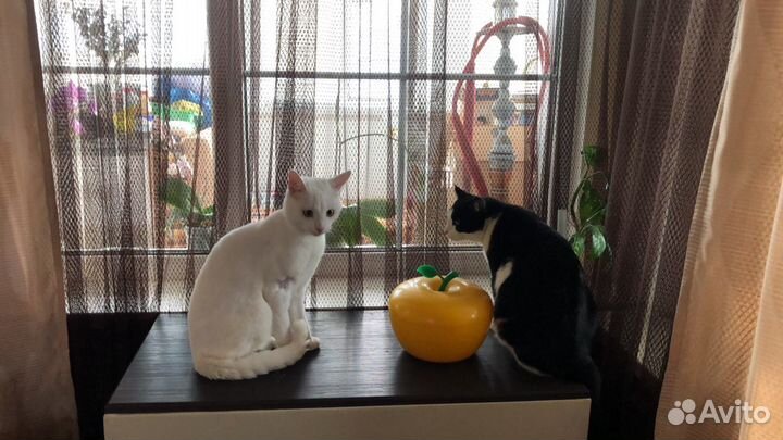 Передержка котов и кошек