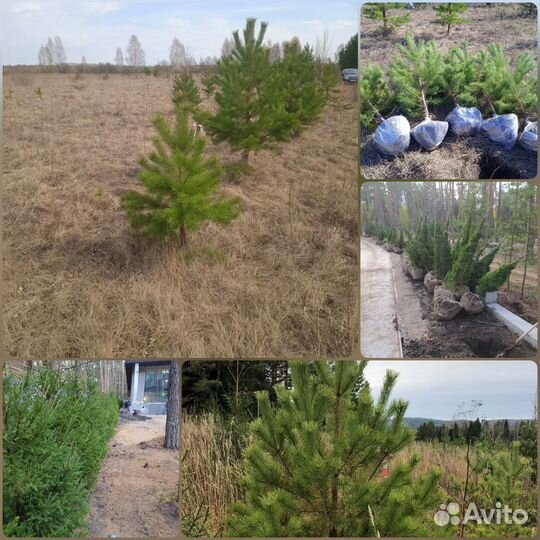 Сосна / Ель обыкновенная осенняя и зимняя посадка