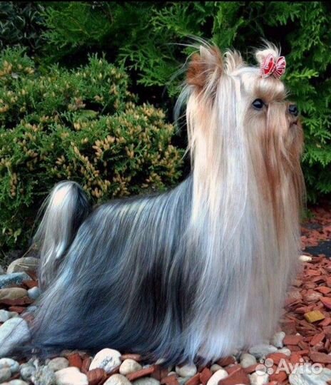 Йоркширский терьер девочки, документы РКФ