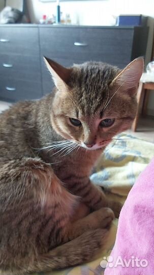 Котик был найден в канун рождества