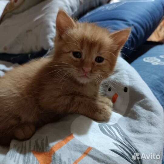 Кошечка в добрые руки