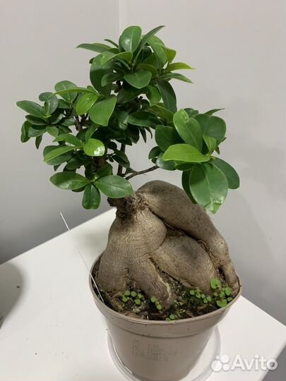 Фикус микрокарпа бонсай