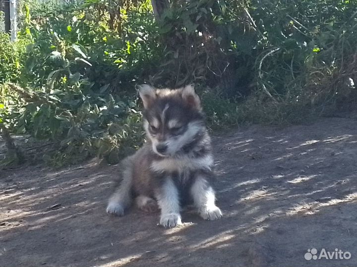 Отдам в добрые руки щенков