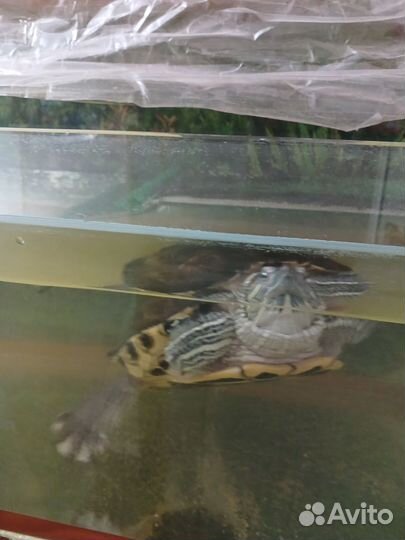 Красноухая черепаха с аквариумом
