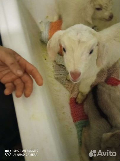 Домашние животные