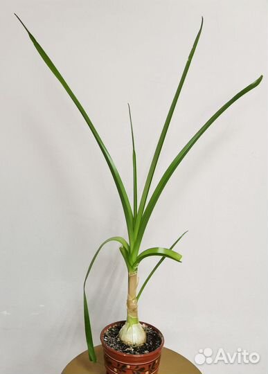 Птицемлечник или Индийский лук