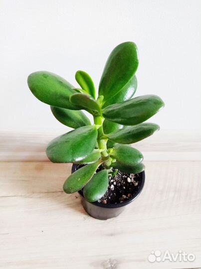 Крассула Оватта, толстянка, денежное дерево