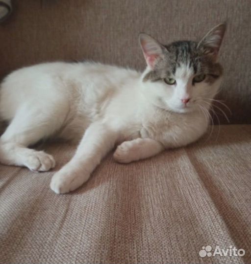 Молодой котик ищет семью