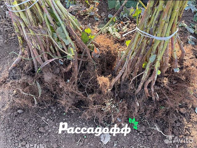 Саженцы малины. Зимостойкие сорта