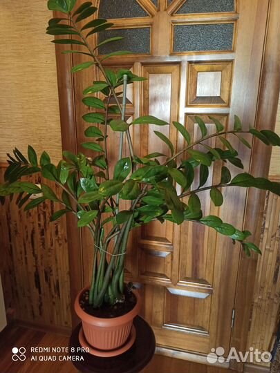 Фикус бенджамина большой