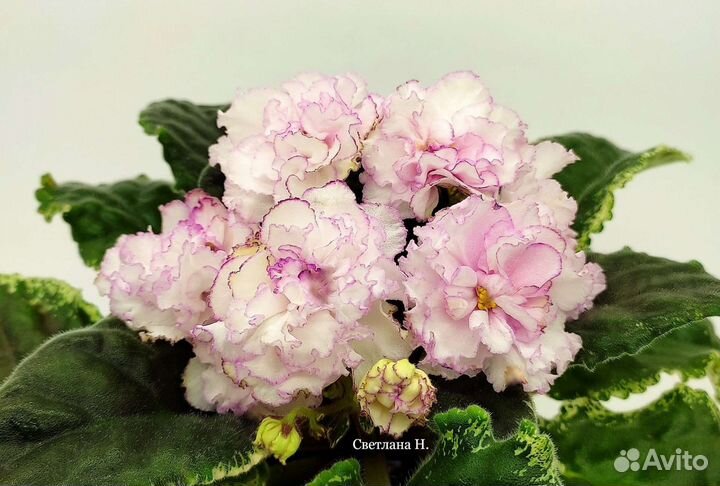 Детки Фиалок