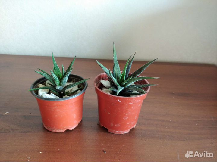 Суккуленты, кактусы