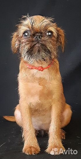 Малый брабансон