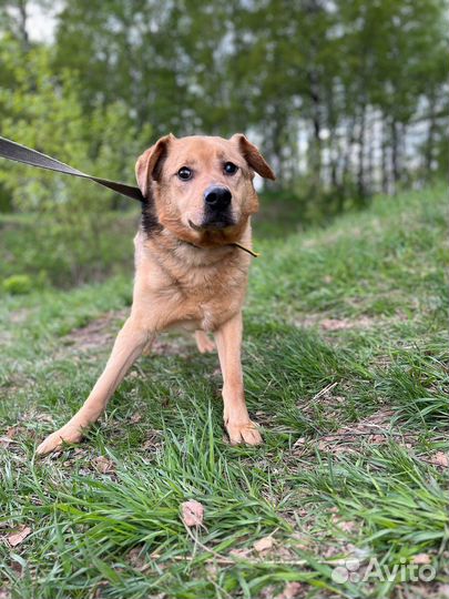 Собака с грустными глазами