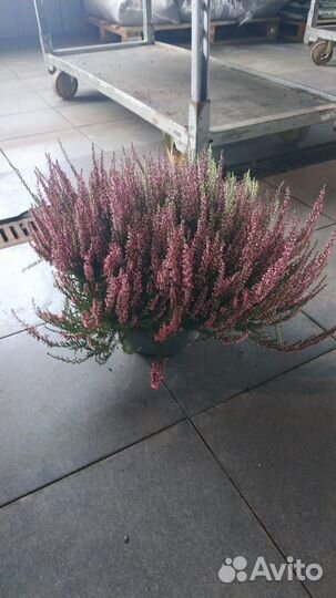 Садовые растения