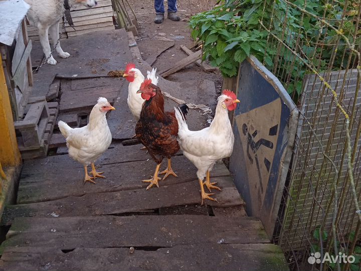 Молодые петухи