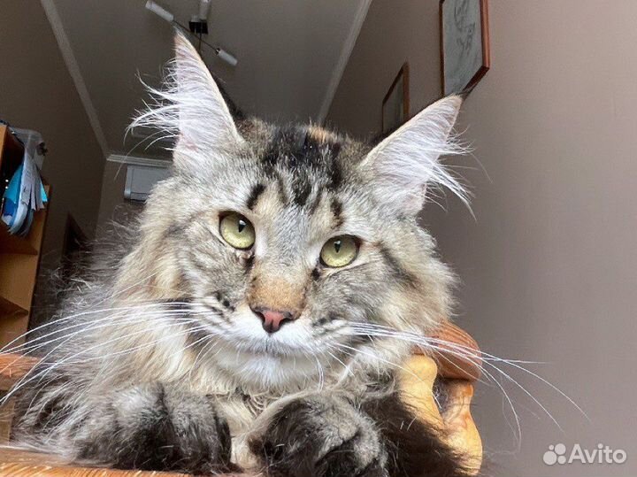 Мейн кун девочка