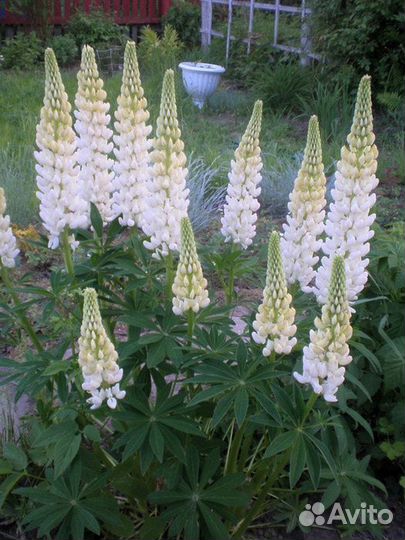 Семена люпина