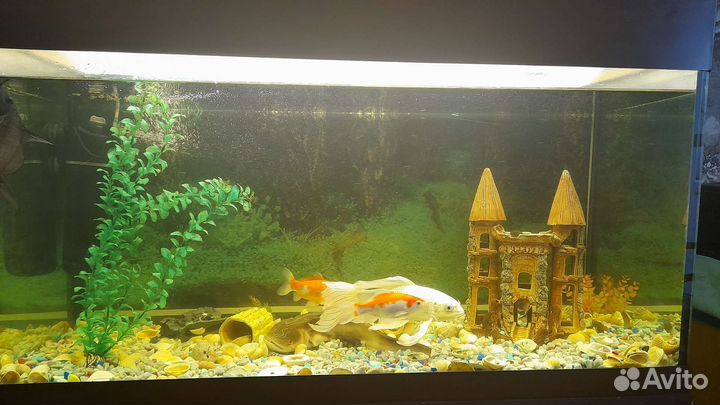 Аквариум с тумбой 240