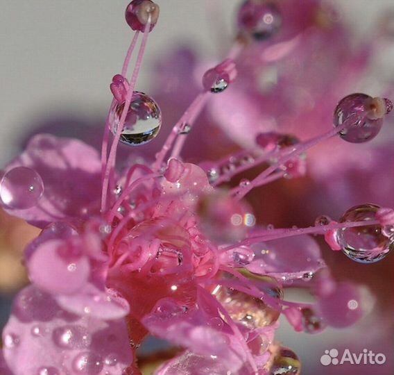 Эфирное масло (тестирование, диагностика)