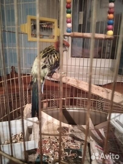 Попугай розелла с клеткой