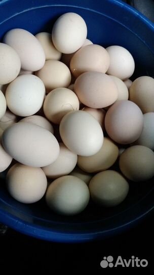 Яйцо деревенское