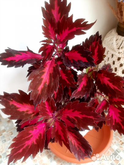 Колеус 10 сортов