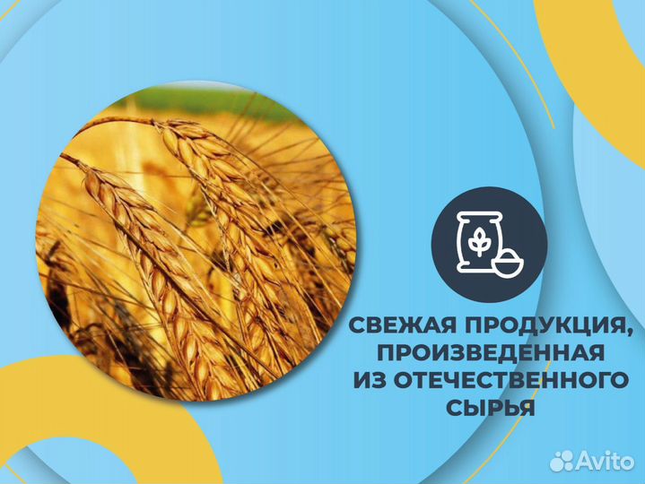 Пшеница