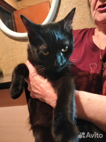 Кот подросток