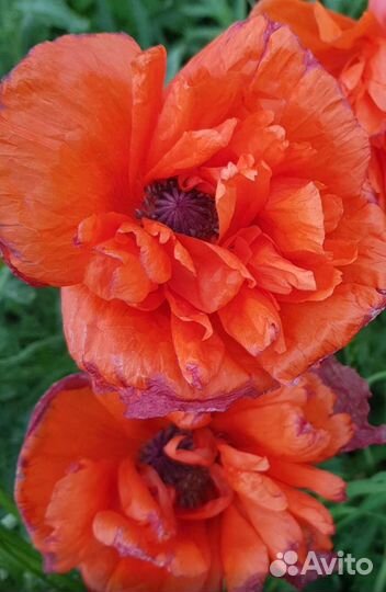 Мак садовый