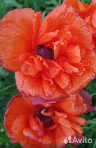 Мак садовый