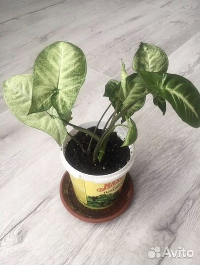 Комнатный цветок Бегония тигровая/ Сингониум