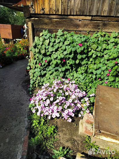 Рассада цветов