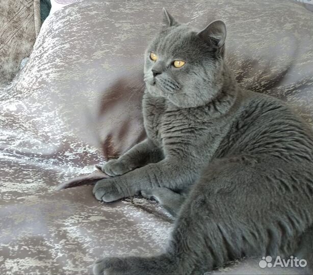 Приглашаем на вязку