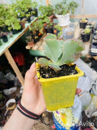 Суккуленты