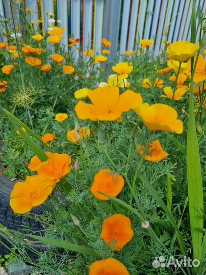 Семена эшшольции