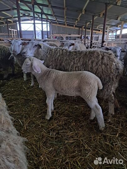 Баранчики ярочки на племя