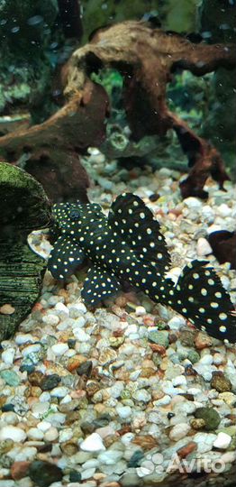 Аквариум с тумбой