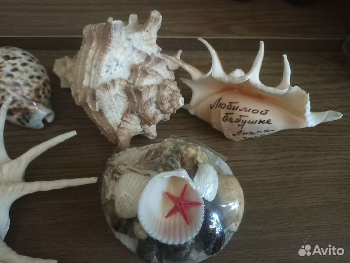 Морские ракушки раковины