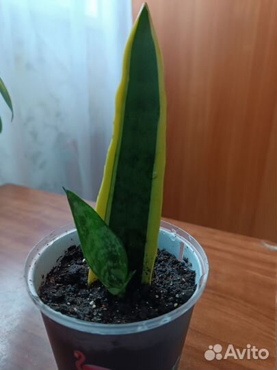 Сансевиерия лауренти