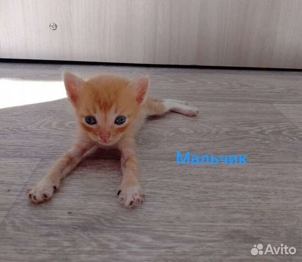 Котята в добрые руки