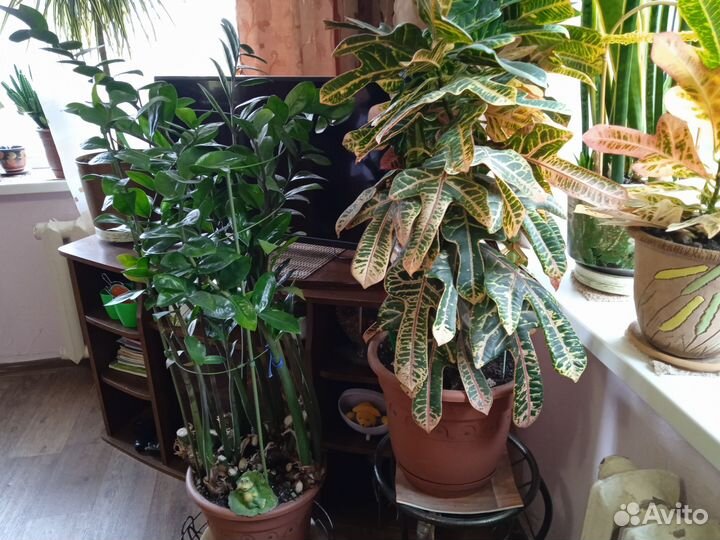 Долларовое дерево и Кротон