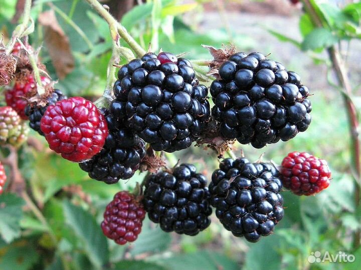 Ежемалина черная