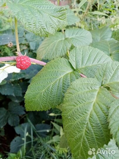 Зелень/черная смородина/чайные наборы