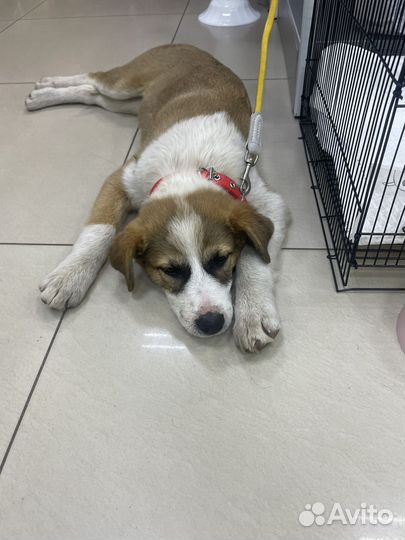 Отдам в добрые руки