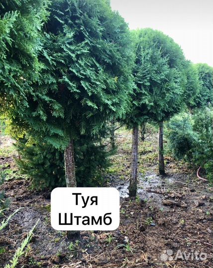 Декоративные растения для сада