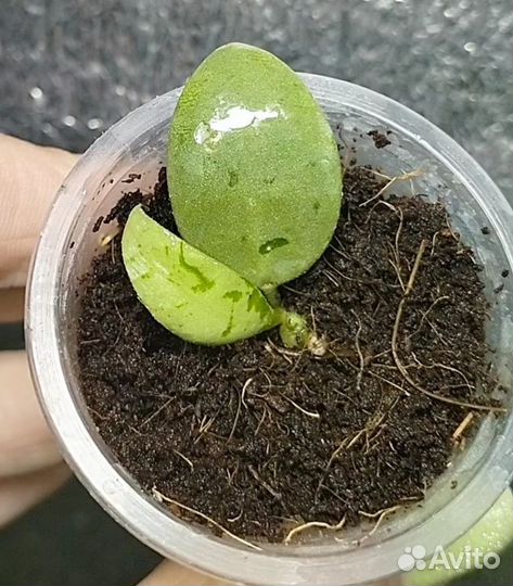 Хойи новинки